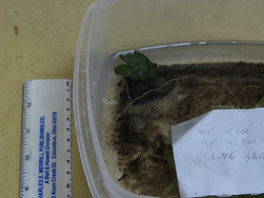 site5little floating heart note tiny, banana-like tubular roots